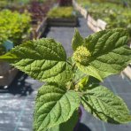 Hortenzia stromčekovitá (Hydrangea arborescens) 'FlowerWOW®' First Edition® - výška 30-40 cm, kont. C2L - OBROVSKÉ KVETY